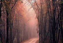 雷竞技-Ming回归赛场，爆冷首场状态亮眼，塞尔维亚队观众沸腾！的简单介绍